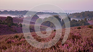 Posbank National park Veluwe, purple pink heather in bloom, blooming heater on the Veluwe