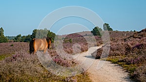 Posbank National park Veluwe, purple pink heather in bloom, blooming heater on the Veluwe