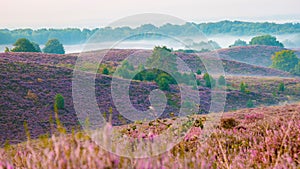 Posbank National park Veluwe, purple pink heather in bloom, blooming heater on the Veluwe