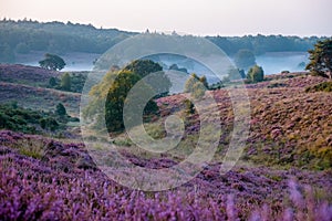 Posbank National park Veluwe, purple pink heather in bloom, blooming heater on the Veluwe