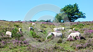 Posbank National park Veluwe, purple pink heather in bloom, blooming heater on the Veluwe