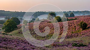 Posbank National park Veluwe, purple pink heather in bloom, blooming heater on the Veluwe