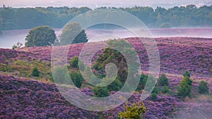 Posbank National park Veluwe, purple pink heather in bloom, blooming heater on the Veluwe