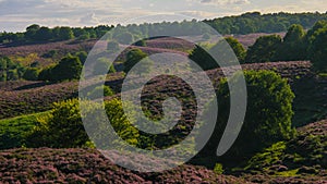 Posbank National park Veluwe, purple pink heather in bloom, blooming heater on the Veluwe