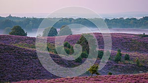 Posbank National park Veluwe, purple pink heather in bloom, blooming heater on the Veluwe