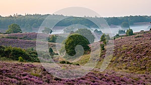 Posbank National park Veluwe, purple pink heather in bloom, blooming heater on the Veluwe