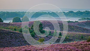 Posbank National park Veluwe, purple pink heather in bloom, blooming heater on the Veluwe