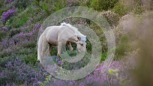 Posbank National park Veluwe, purple pink heather in bloom, blooming heater on the Veluwe