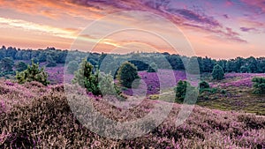 Posbank National park Veluwe, purple pink heather in bloom, blooming heater on the Veluwe