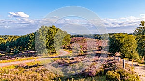 Posbank National park Veluwe, purple pink heather in bloom, blooming heater on the Veluwe