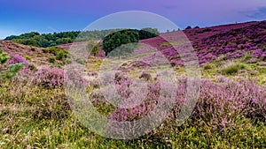 Posbank National park Veluwe, purple pink heather in bloom, blooming heater on the Veluwe