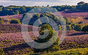 Posbank National park Veluwe, purple pink heather in bloom, blooming heater on the Veluwe