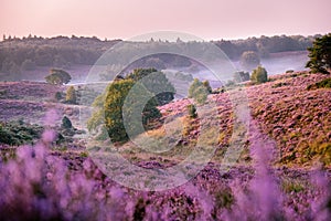 Posbank national park Veluwezoom, blooming Heather fields during Sunrise at the Veluwe in the Netherlands, purple hills photo