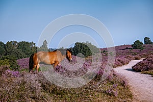 Posbank national park Veluwezoom, blooming Heather fields during Sunrise at the Veluwe in the Netherlands, purple hills