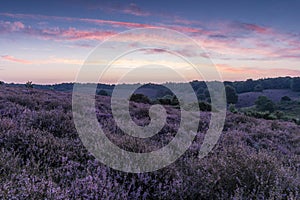 Posbank national park Veluwezoom, blooming Heather fields during Sunrise at the Veluwe in the Netherlands, purple hills