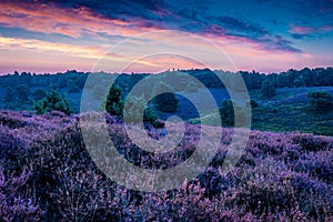 Posbank national park Veluwezoom, blooming Heather fields during Sunrise at the Veluwe in the Netherlands, purple hills