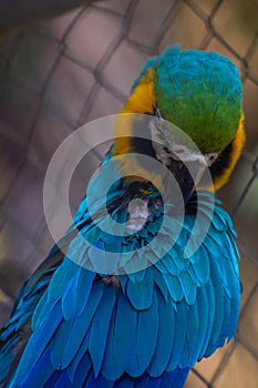 Macaw posed in brench wood photo