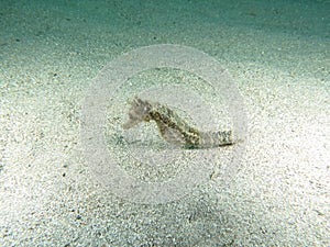 Pose fifth Beautiful sea horse on white sand