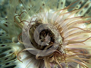 Pose first beautiful crab lay down on soft coral