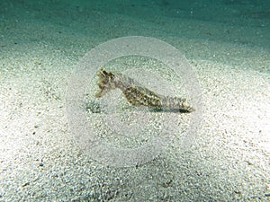 Pose fourth Beautiful sea horse on white sand