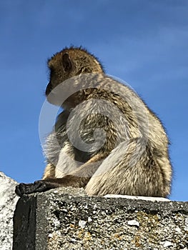Pose of a Gibraltar ape