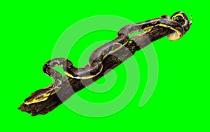 A Pose of Malayopython reticulatus snake, python species with clipping path