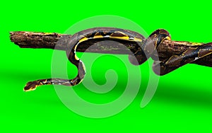 A Pose of Malayopython reticulatus snake, python species with clipping path