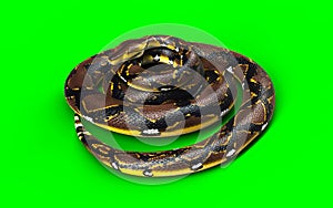 A Pose of Malayopython reticulatus snake, python species with clipping path