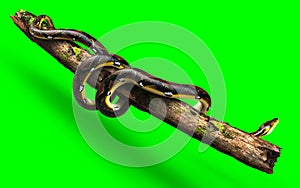 A Pose of Malayopython reticulatus snake, python species with clipping path