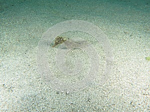 Pose second Beautiful sea horse on white sand