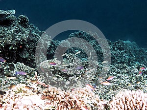 Pose second coral bleaching