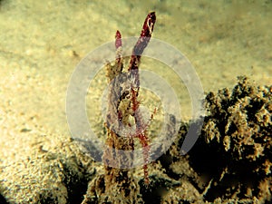 pose thirt beautiful ornet ghost pipefish