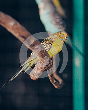 Posed parakeets and roosts on tree branches in cages