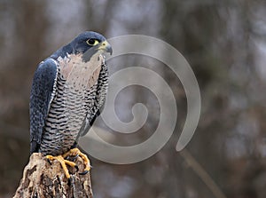 Posed Peregrine Falcon