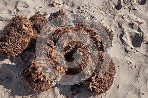 Poseidonia algae on the sand of a beach after a sea storm