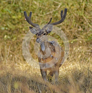 Poser deer photo