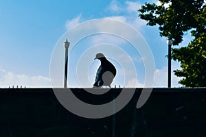 Poser pigeon photo
