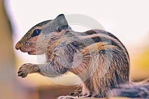 Poser Squirrel in Sitting Position