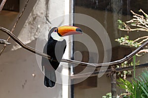 Poser Toucan