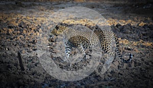 Poser in the wild, Sri Lankan Leopard photo