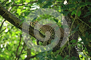 Poses of the leopard resting on a tree in Huai Kha Khaeng Wildlife Sanctuary, Uthai Thani