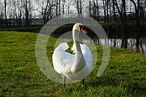 Poseur swan