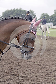 De buen tono un caballo 