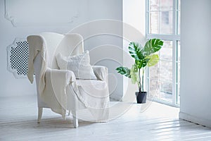 Posh white interior concept: white armchair with a pillow and woolen blanket and green house plant in tub near big window photo