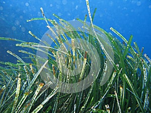 Posidonia Oceanica