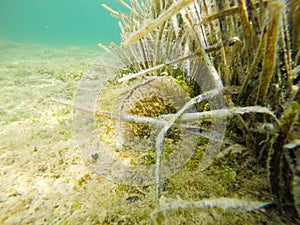 Posidonia Oceanica in Alghero seafloor
