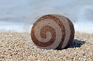 Posidonia Oceanica on the small pebbles photo