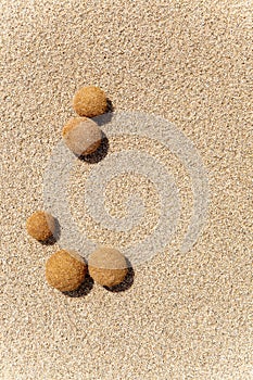 Posidonia oceanica fruits on a mediterranean beach photo