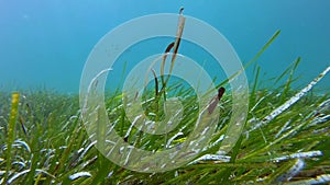 Posidonia seaweed in Malta