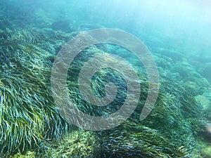 Posidonia under the sea